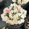 Dodori- Rhododendron yakushimanum - Dodori - Rhododendron yakushimanum