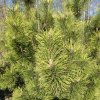 Pinus mugo 'Frühlingsgold' - сосна горная - Pinus mugo 'Frühlingsgold'