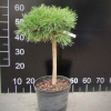 Pinus mugo  'Hexe' - Mountain Pine - Pinus mugo  'Hexe'