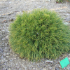 Pinus mugo 'Varella' - Cосна горная - Pinus mugo 'Varella'