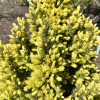 Picea glauca 'Biesenthaler Frühling' - Ель канадская - Picea glauca 'Biesenthaler Frühling'