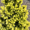 Picea glauca 'Biesenthaler Frühling' - Ель канадская - Picea glauca 'Biesenthaler Frühling'