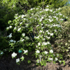 Fothergilla gardenii 'Blue Mist'  - fotergilla Gardena - Fothergilla gardenii 'Blue Mist'