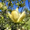 Sunray - Magnolia - Magnolia 'Sunray'