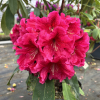 Dorothy Russell - Рододендрон гибридный - Dorothy Russell - Rhododendron hybridum