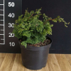 Chamaecyparis obtusa 'Suiroya-Hiba' - Hinoki-Zypresse - Chamaecyparis obtusa 'Suiroya-Hiba'