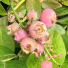 Vaccinium 'Minpink1' PINK BONBONS - Heidelbeeren - Vaccinium 'Minpink1' PINK BONBONS