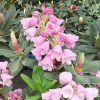 Rhododendron platypodum - różanecznik platypodum - Rhododendron platypodum