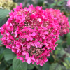 Hydrangea arborescens 'NCHA1' PINK ANNABELLE PBR - hortensja krzewiasta ; hortensja drzewiasta - Hydrangea arborescens 'NCHA1' PINK ANNABELLE PBR