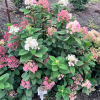 Hydrangea paniculata 'SMHPLQF' LITTLE QUICK FIRE PBR - Rispenhortensie - Hydrangea paniculata 'SMHPLQF' LITTLE QUICK FIRE PBR