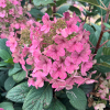 Hydrangea paniculata 'SMHPLQF' LITTLE QUICK FIRE PBR - Rispenhortensie - Hydrangea paniculata 'SMHPLQF' LITTLE QUICK FIRE PBR