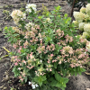 Hydrangea paniculata 'LC NO4' Living Touch Of Pink PBR - hortensja bukietowa - Hydrangea paniculata 'LC NO4' Living Touch Of Pink PBR