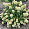 Hydrangea paniculata 'Bokraflame' Magical Candle PBR - Panicle hydrangea - Hydrangea paniculata 'Bokraflame' Magical Candle PBR