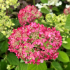 Hydrangea arborescens 'NCHA1' PINK ANNABELLE PBR - hortensja krzewiasta ; hortensja drzewiasta - Hydrangea arborescens 'NCHA1' PINK ANNABELLE PBR
