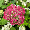 Hydrangea arborescens 'NCHA1' PINK ANNABELLE PBR - hortensja krzewiasta ; hortensja drzewiasta - Hydrangea arborescens 'NCHA1' PINK ANNABELLE PBR