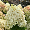 Hydrangea paniculata 'Silver Dollar' - Rispenhortensie - Hydrangea paniculata 'Silver Dollar'