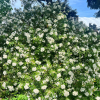 Choisya ternata - czosja trójlistkowa - Choisya ternata