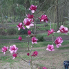 'MGEMP2012' EMPEROR PBR - magnolia - Magnolia 'MGEMP2012' EMPEROR PBR