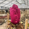 'MGEMP2012' EMPEROR PBR - magnolia - Magnolia 'MGEMP2012' EMPEROR PBR