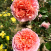 Rosa 'Auscot' ABRAHAM DARBY - Роза парковые - Rosa 'Auscot' ABRAHAM DARBY