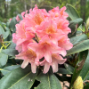 Merja - Рододендрон гибридный - Merja - Rhododendron hybridum