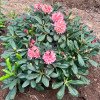 Merja - Рододендрон гибридный - Merja - Rhododendron hybridum