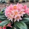 Merja - Рододендрон гибридный - Merja - Rhododendron hybridum