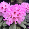 Frühlingsbeginn - Рододендрон гибридный - Frühlingsbeginn - Rhododendron hybridum