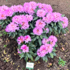 Frühlingsbeginn - Рододендрон гибридный - Frühlingsbeginn - Rhododendron hybridum