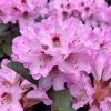 Frühlingsbeginn - Рододендрон гибридный - Frühlingsbeginn - Rhododendron hybridum