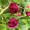Rosa xcentifolia No. 5 - róża stulistna - Rosa xcentifolia No. 5