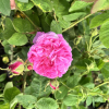 Róża damasceńska No. 3 - Rosa damascena No. 3