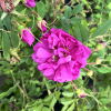 Róża damasceńska No. 6 - Rosa damascena No. 6 - дамасская роза