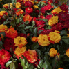 Rumba - róża wielokwiatowa - Rosa - Rumba