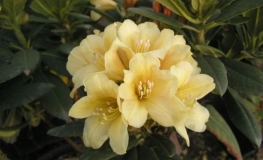 Karibia - różanecznik wielkokwiatowy - Karibia - Rhododendron hybridum