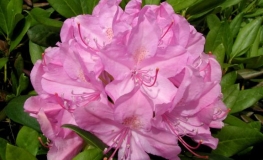 Roseum Elegans - różanecznik wielkokwiatowy - Roseum Elegans - Rhododendron hybridum