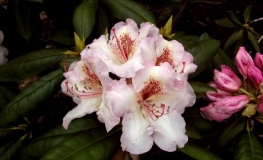 Simona - campylocarpum - Рододендрон гибридный - Simona - campylocarpum - Rhododendron hybridum
