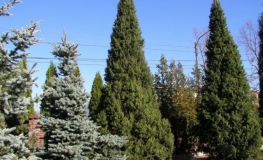 Picea abies 'Cupressina' - Eль обыкновенная - Picea abies 'Cupressina'