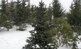 Picea omorika 'De Ruyter' - Serbian spruce - Picea omorika 'De Ruyter'