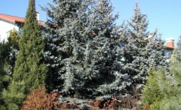 Picea pungens 'Hoopsii' - Blue Spruce - Picea pungens 'Hoopsii'