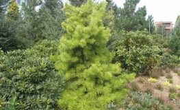 Pinus contorta 'Anna Aurea' - sosna wydmowa - Pinus contorta 'Anna Aurea'