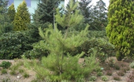 Pinus densiflora 'Oculus-draconis' - Japanese pine ; Japanese red pine - Pinus densiflora 'Oculus-draconis'