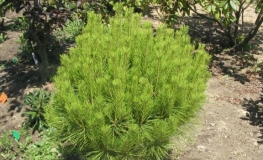 Pinus densiflora 'Umbraculifera' -  sosna gęstokwiatowa - Pinus densiflora 'Umbraculifera'