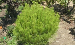 Pinus densiflora 'Umbraculifera' - Japanese pine ; Japanese red pine, - Pinus densiflora 'Umbraculifera'