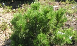 Pinus mugo 'Peterle' - mountain pine - Pinus mugo 'Peterle'