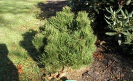 Pinus mugo 'Picobello' - kosodrzewina - Pinus mugo 'Picobello'