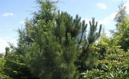 Pinus nigra 'Géant de Suisse' - sosna czarna - Pinus nigra 'Géant de Suisse'