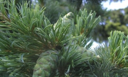 Pinus parviflora 'Glauca' - сосна мелкоцветковая - Pinus parviflora 'Glauca'