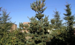 Pinus parviflora 'Negishi' - сосна мелкоцветковая - Pinus parviflora 'Negishi'