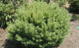 Pinus sylvestris 'Beuvronensis' - Scotch's Pine ; Scots Pine - Pinus sylvestris 'Beuvronensis'